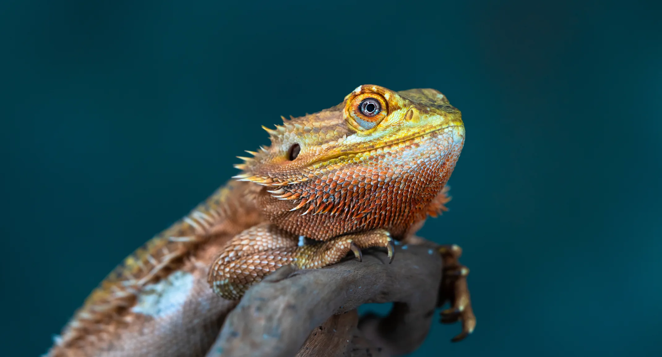 A lizard sits and stares. A blue background is behind the reptile